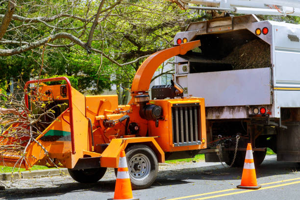 Trusted Yucca Valley, CA Tree Removal and Landscaping Services Experts